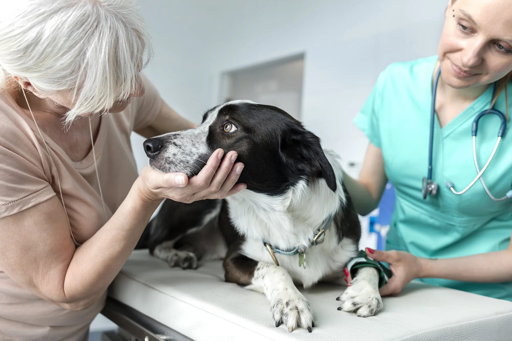 Dog has woman. Животные у ветеринара. Животные в ветеринарной клинике. Собака в ветклинике. Собака в ветеринарке.