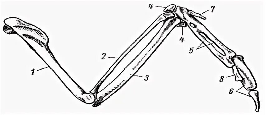 Кости верхних конечностей птиц. Кости пояса передних конечностей у птиц. Пояс передних и задних конечностей у птиц. Кости пояса задних конечностей у птиц. Скелет поясов конечностей птиц.