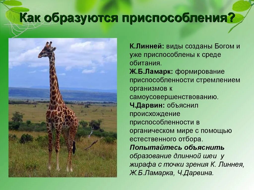 Доклад приспособления живых организмов к среде обитания. Приспособленность организмов к среде. Приспособление организмов к окружающей среде. Приспособленность живых организмов к окружающей среде. Приспособленность организмов к среде обитания.