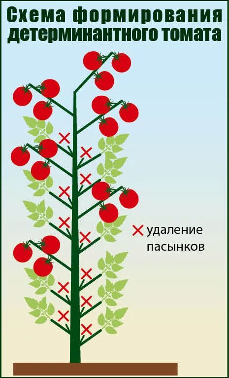 Как формировать томат в 2 стебля. Схема пасынкования помидоров в два стебля. схема пасынкования детерминантных томатов. схема формирования детерминантных томатов. формировка детерминантных томатов.