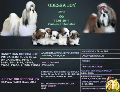 Корм для щенка ши тцу