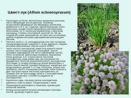Лук многолетний фото и названия с описанием