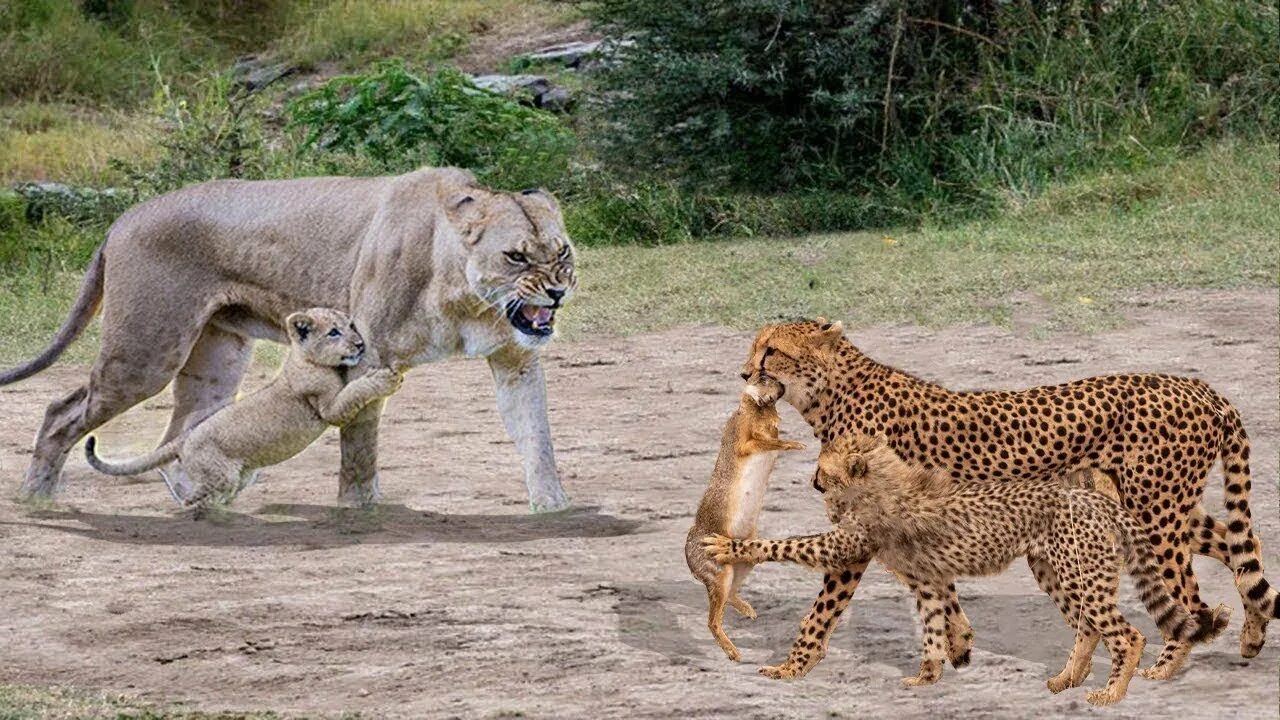 Нападение льва львов. Тигр Лев львица леопард. Лев, тигр, леопард Ягуар, пантера. Тигр Лев гиена леопард.