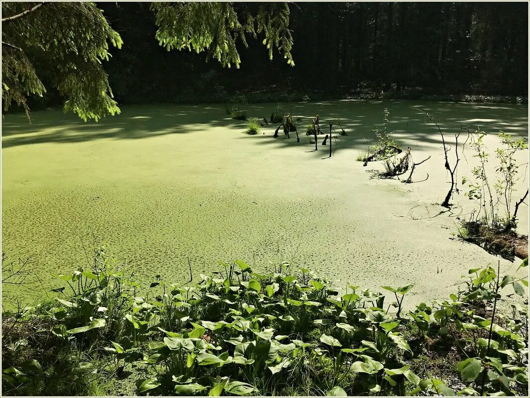 Болотистая вода. Болото трясина Топь. Болотная Топь Эстетика.