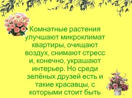 Наши зеленые друзья очищают воздух