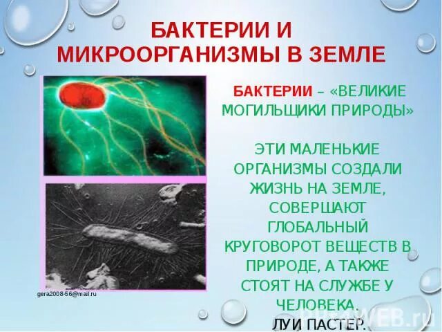 Бактерии на земле. Бактерии Великие могильщики природы. Жизнь без бактерий. Жизнь на земле без бактерий.