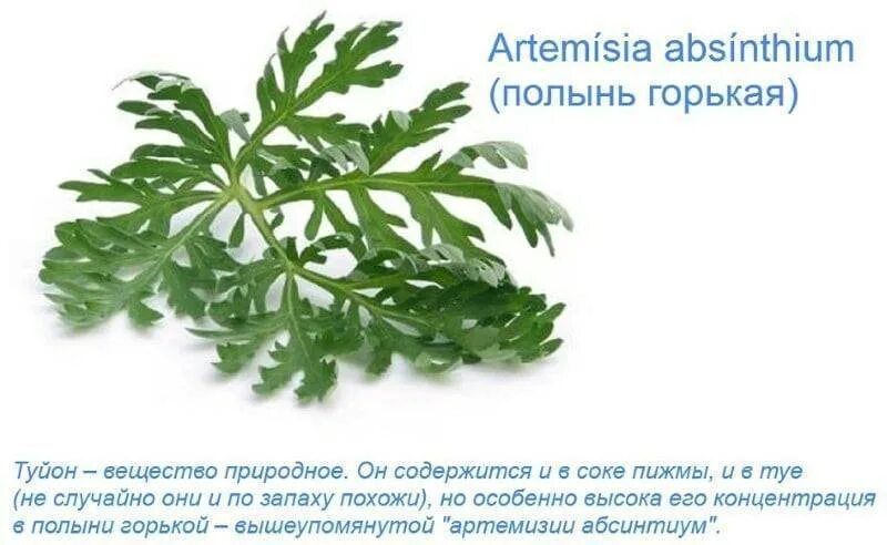 алкогольный напиток с полынью. абсент алкогольные напитки.