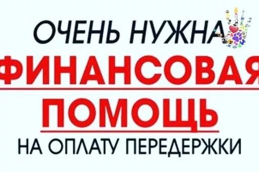 Помощь в оплате игр. Нужна финансовая помощь. нужна помощь в оплате передержки. оплата передержки.