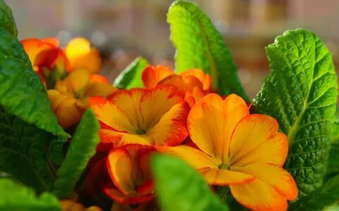 Flowers 1