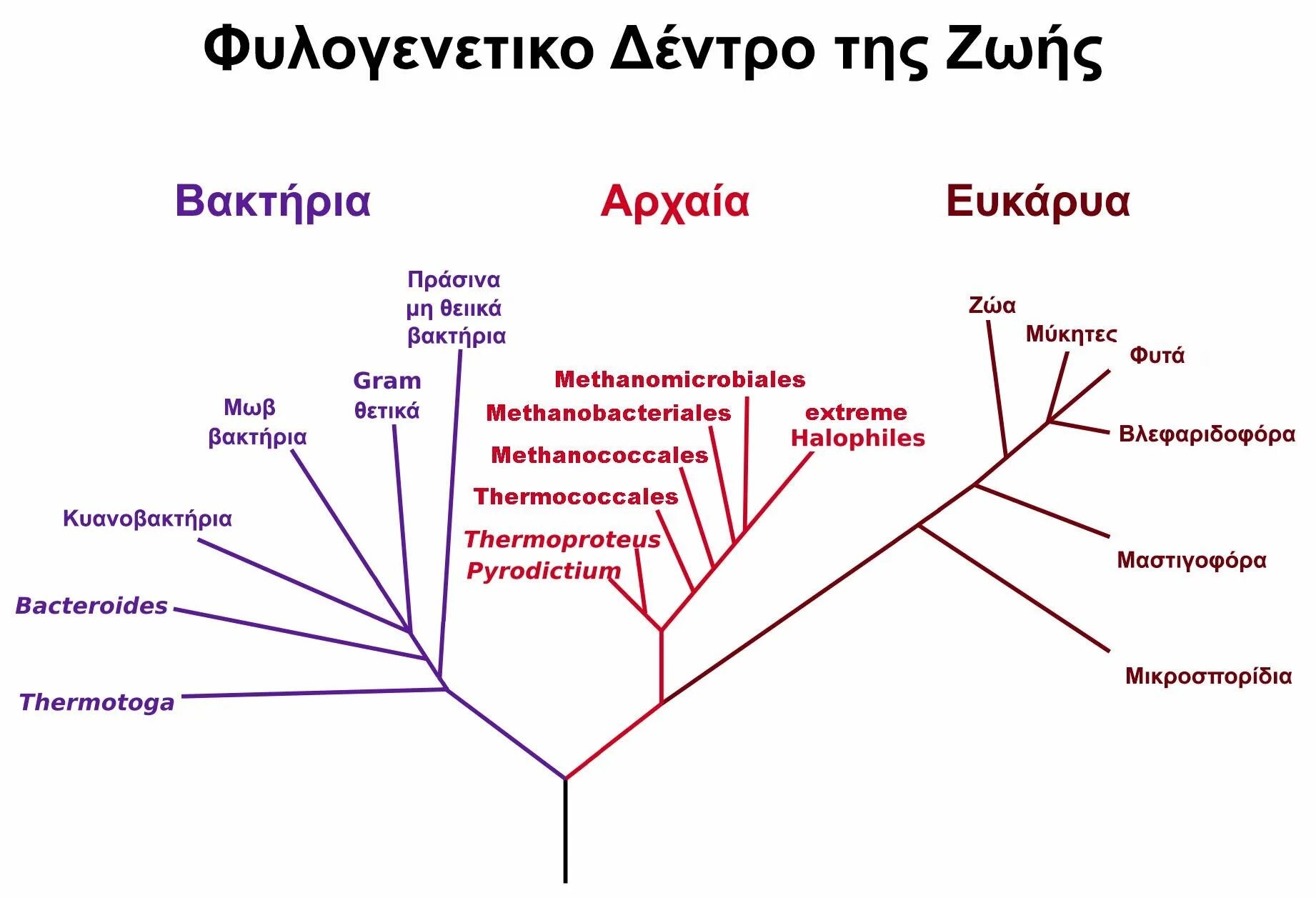 Систематика эукариот схема. Археи классификация. Современная классификация живых организмов схема. Филогенетическое дерево эукариот.