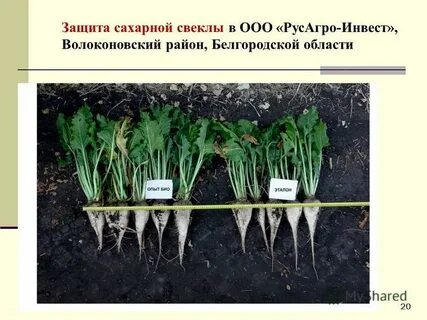Сахарная свекла требования