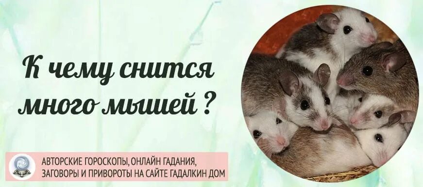 К чему снятся мыши. Видеть во сне мышей. К чему снятся мыши во сне. К чему снится много мышей.