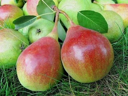 Лесная красавица груша отзывы садоводов описание