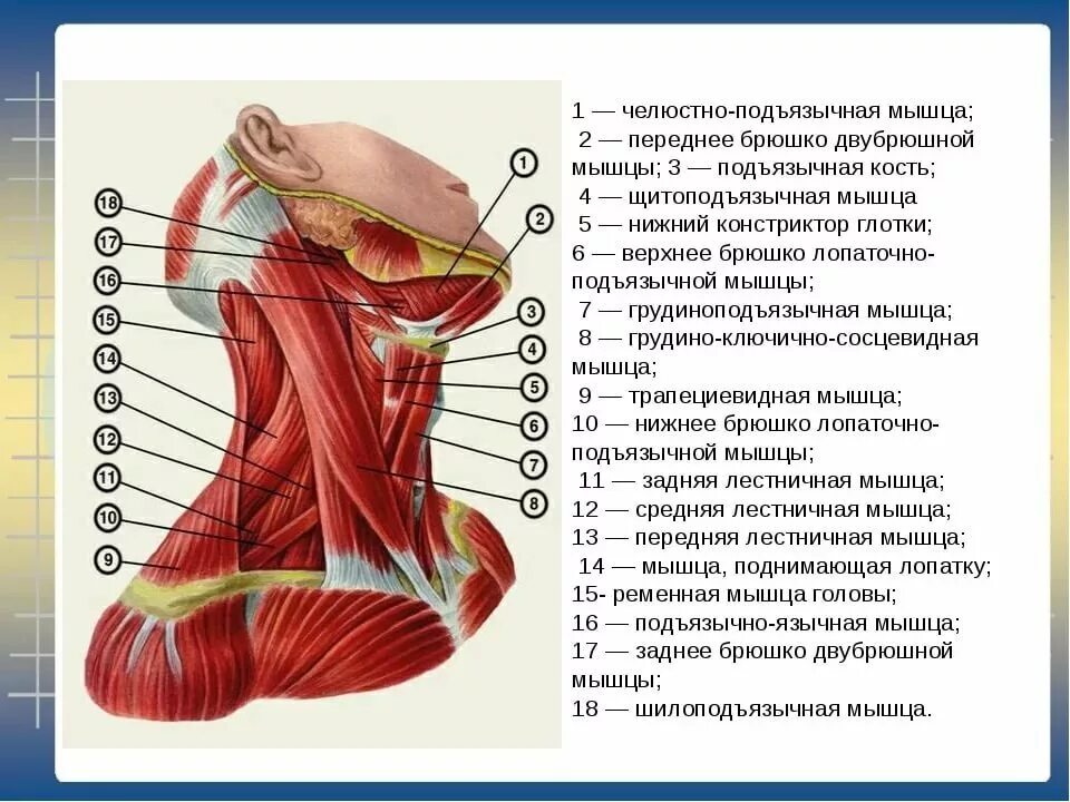 Часть шеи ниже затылка. Строение шеи органы сбоку. Болит мышца спереди.