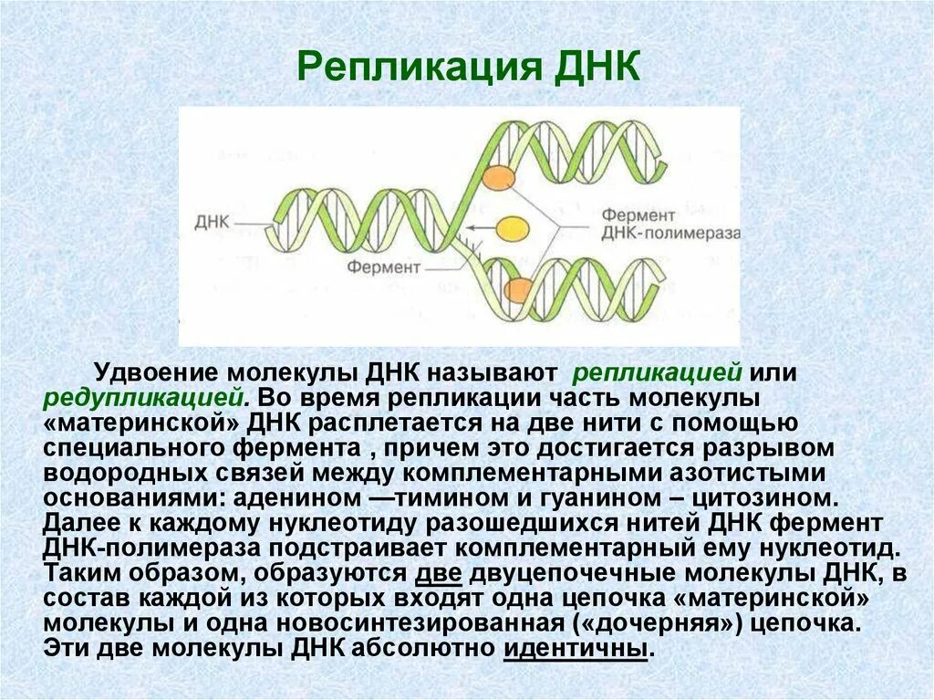 Удваивается молекула днк