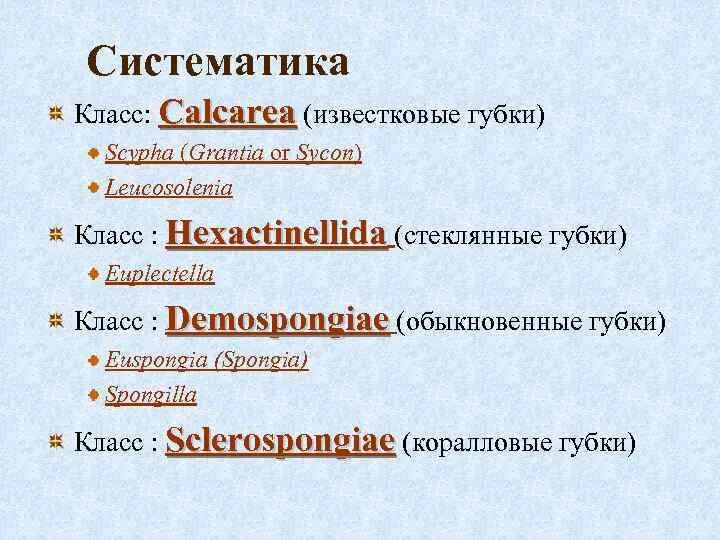 Систематика губок. Губка обыкновенная систематика. Тип губки систематика. Систематическое положение губок.