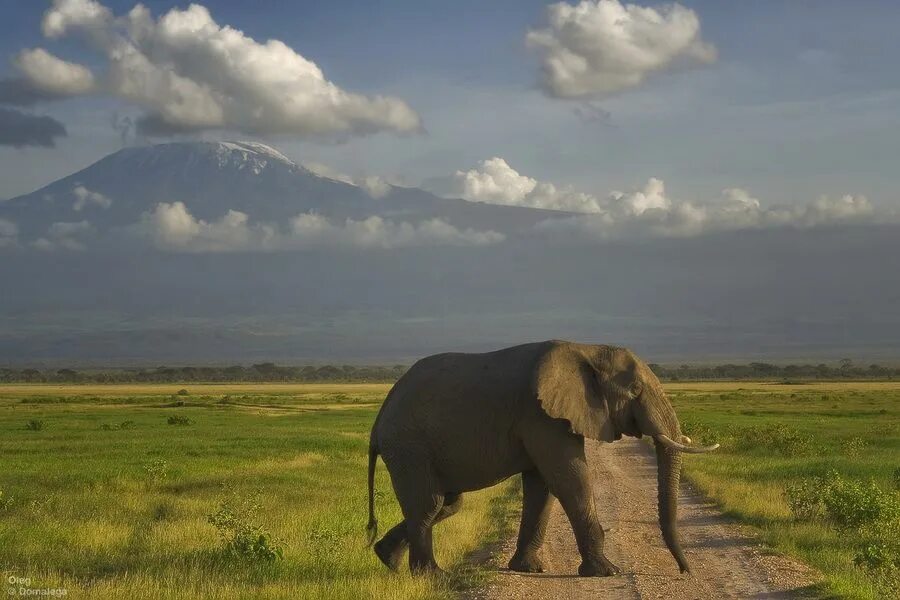 Elephants world. Национальный парк Амбосели. Национальный парк Килиманджаро в Танзании. Амбосели национальный парк Африки. Амбосели Килиманджаро.