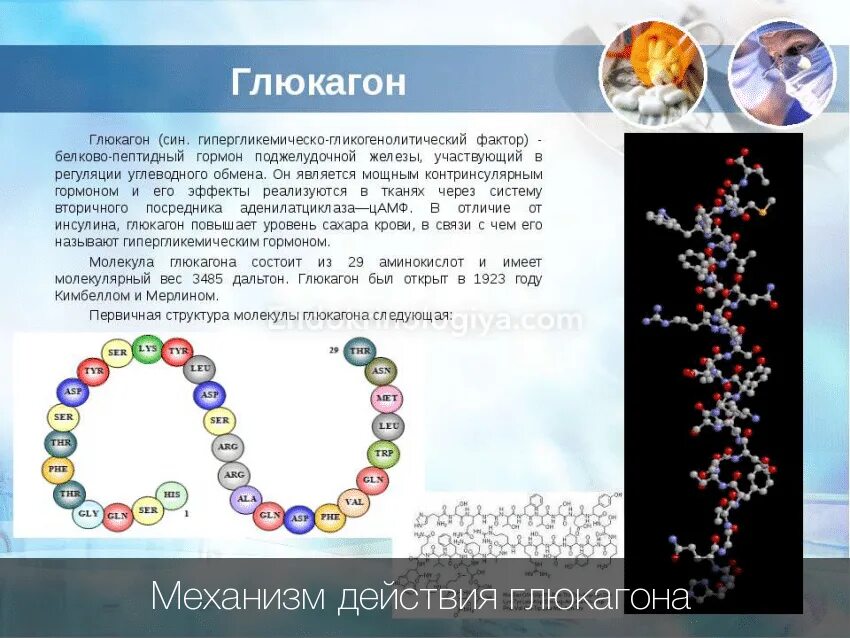 Глюкагон. Глюкагон гормон. Глюкагон формула. Глюкагон молекула.