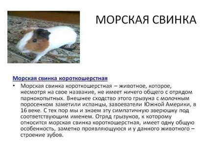 Почему морская свинка вибрирует