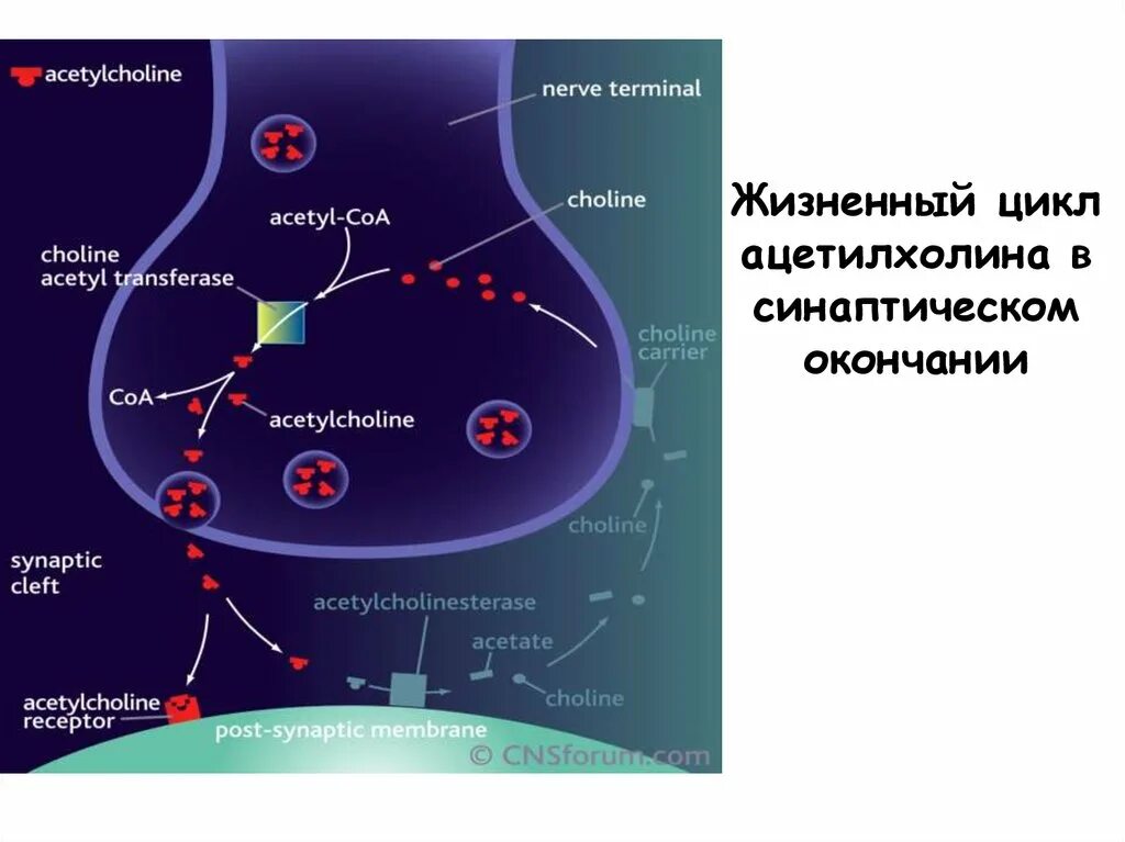 Никотиновый рецептор ацетилхолина. Потенциал действия синаптической щели. Структура синапса биохимия. Ацетилхолин синаптическая щель. Ацетилхолин синаптическая щель.