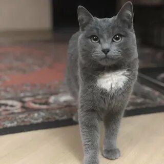 Коты дымчатого окраса