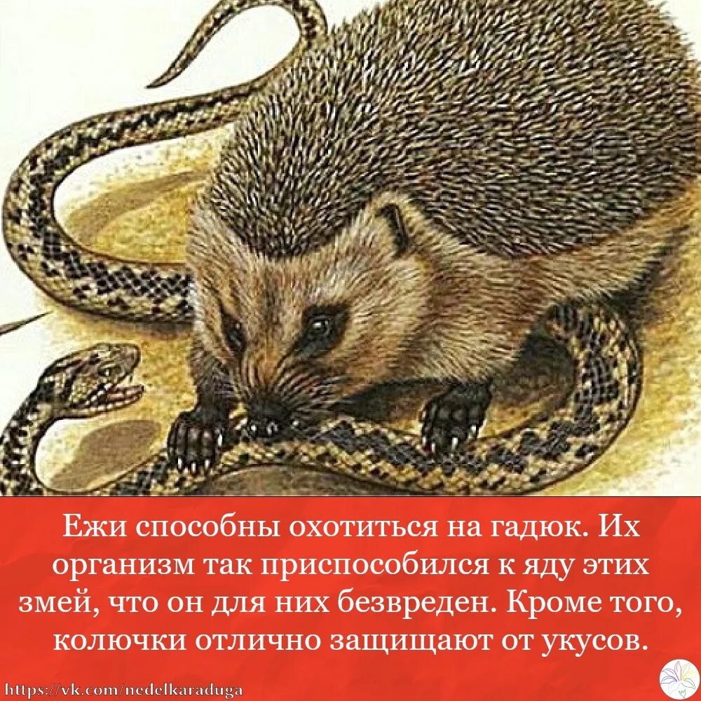 Ежик и змея. Еж и змея. Ёжики и змеи. Ежик ест змею. Ежи едят змей.