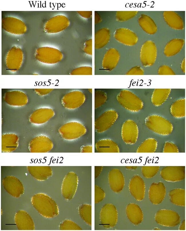 Fe i2 fei2. Fei2 цвет. fei2. fei2 цвет осадка. получение fei2.