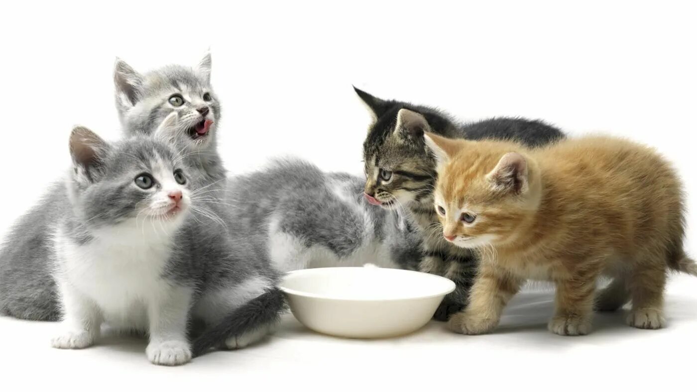 Кормить много кошек. Котята. Кошка с котятами. Котенок кушает. Миски для котят.
