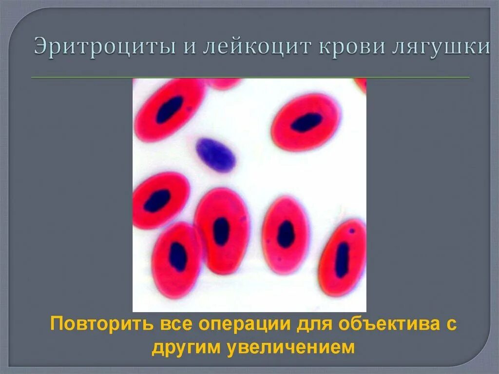Рисунок эритроцита лягушки. Лейкоциты в крови лягушки. эритроциты и лейкоциты в крови лягушки. клетка эритроцита лягушки. лейкоциты человека и лягушки.