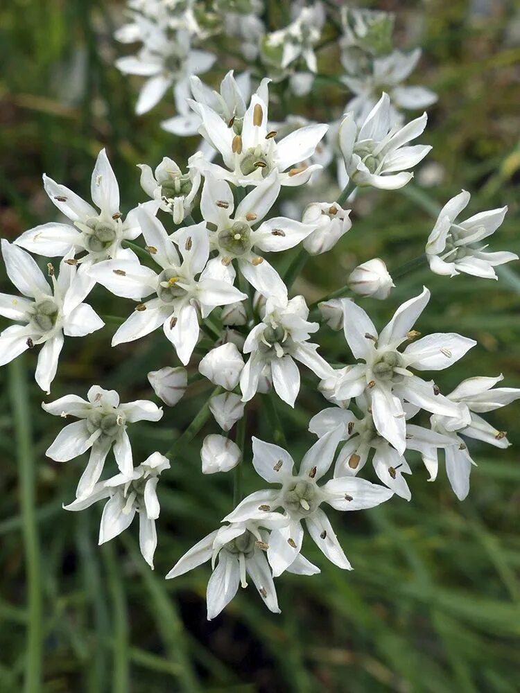 Пряный лук. Лук Allium ramosum. Лук джусай. Лук душистый каприз. Лук душистый (Allium odorum).