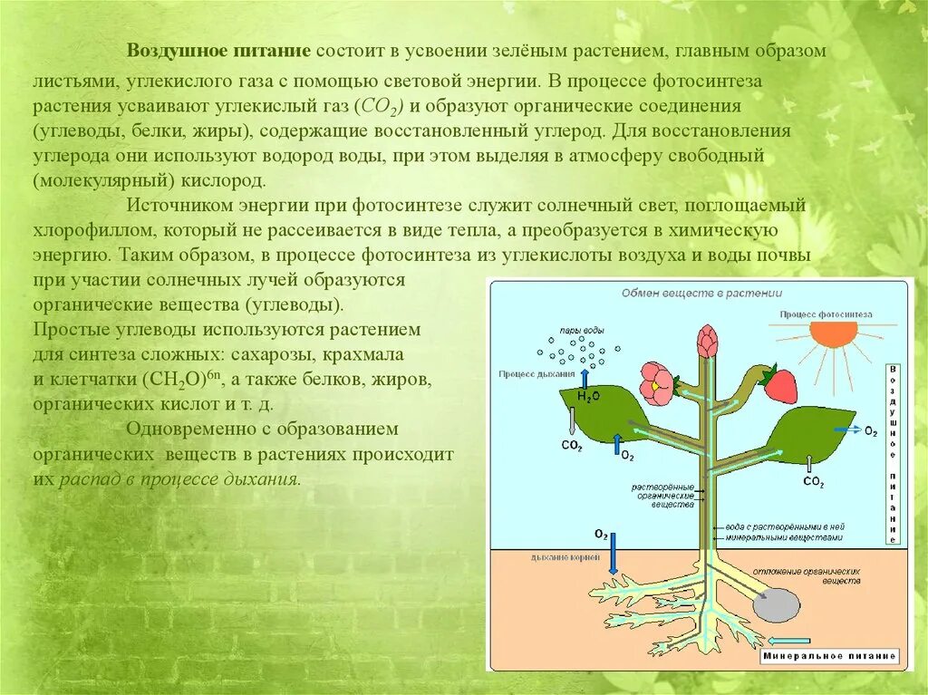 На которой находится необходимый для живых организмов. Биология воздушное питание растений фотосинтез. Воздушное питание растений фотосинтез схема. Биология 6 класс дыхание и обмен веществ у растений. Биология 6 класс питание и фотосинтез.