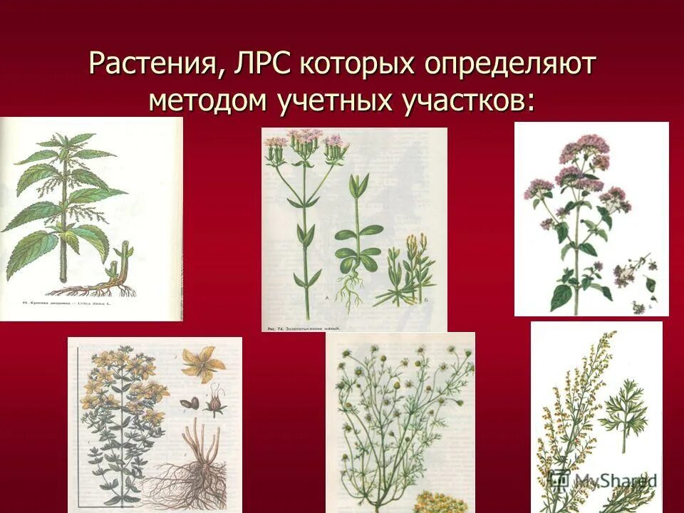 Примеры использования растений человеком Пин на доске Стилизация и трансформация Графические узоры, Винтажные плакаты, Пл