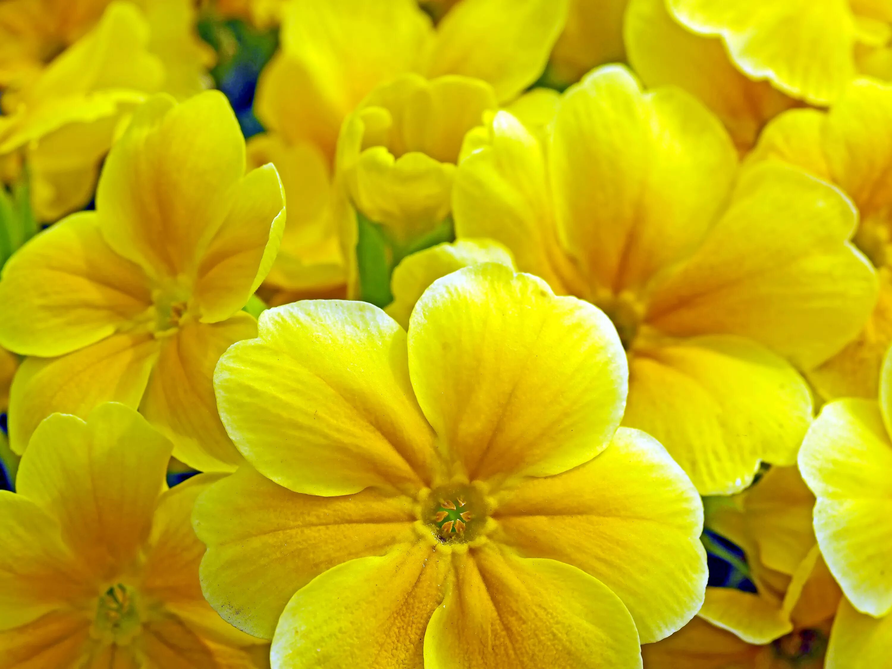Ярко желтыми цветами. Primrose Yellow цвет. Жёлтый цветок. Красивые желтые цветы. Красивый желтый цвет.