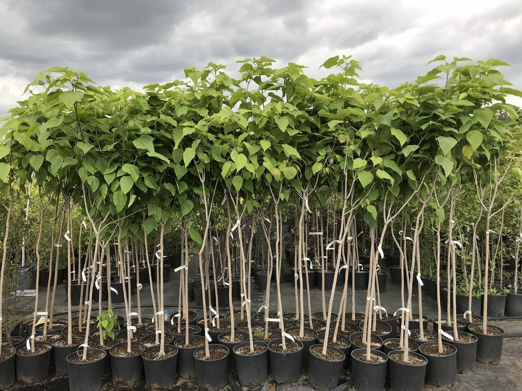 Саженцы роз окс. Плодопитомник яблони. Саженцы плодовых деревьев. Липа крупнолистная фастигиата. Магазин саженцев деревьев.