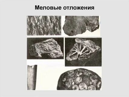 Мел происхождение породы