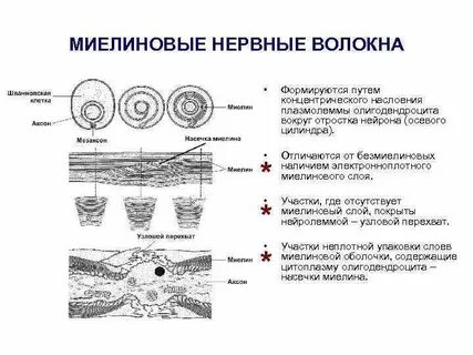 Миелиновое нервное