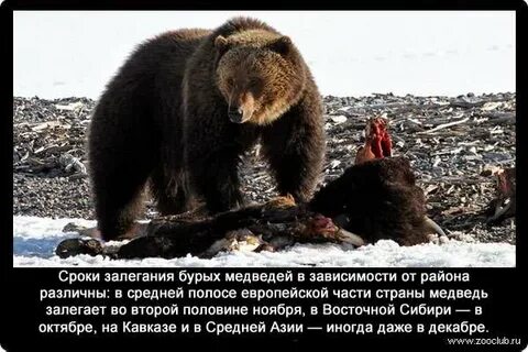 Факты о медведях