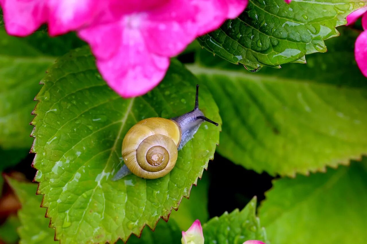 Красивые улитки. Фиолетовая улитка. Улитка фото. Виноградная улитка. Snail natural