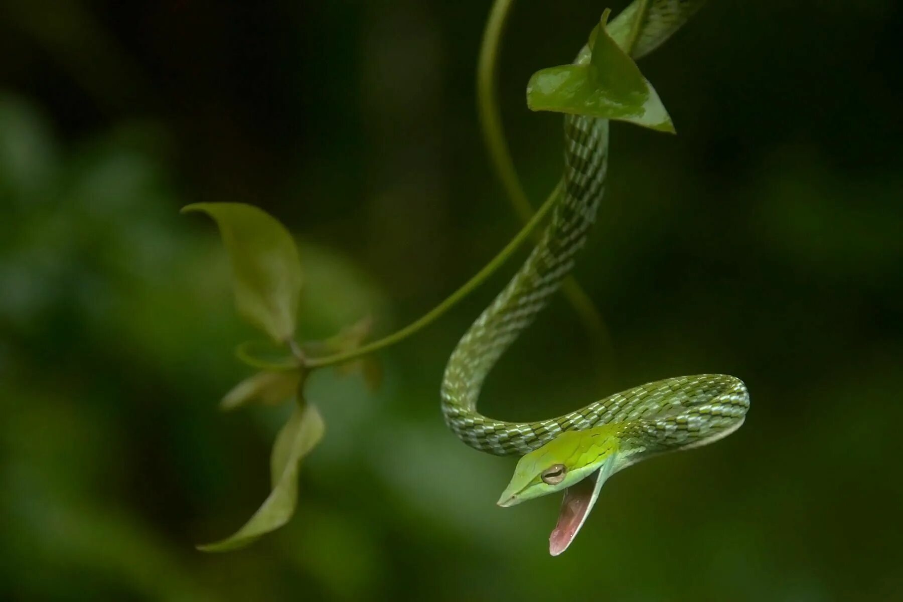 Змеи в тропическом лесу. Виноградная змея (длиннорылая плетевидка). Ahaetulla nasuta. Длиннорылый плетевидный полоз. Плетевидка зелёная.