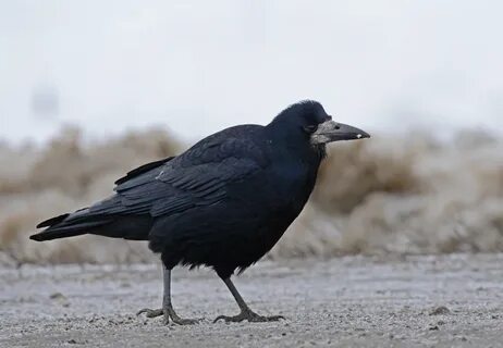 Грачи сайт