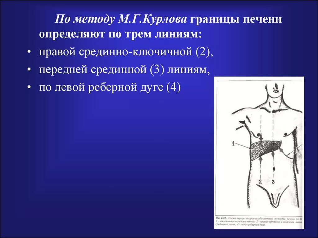 Ординаты Курлова печени. Границ печени по м.г. курлову. Линии печени по курлову. Границы печени по курлову.