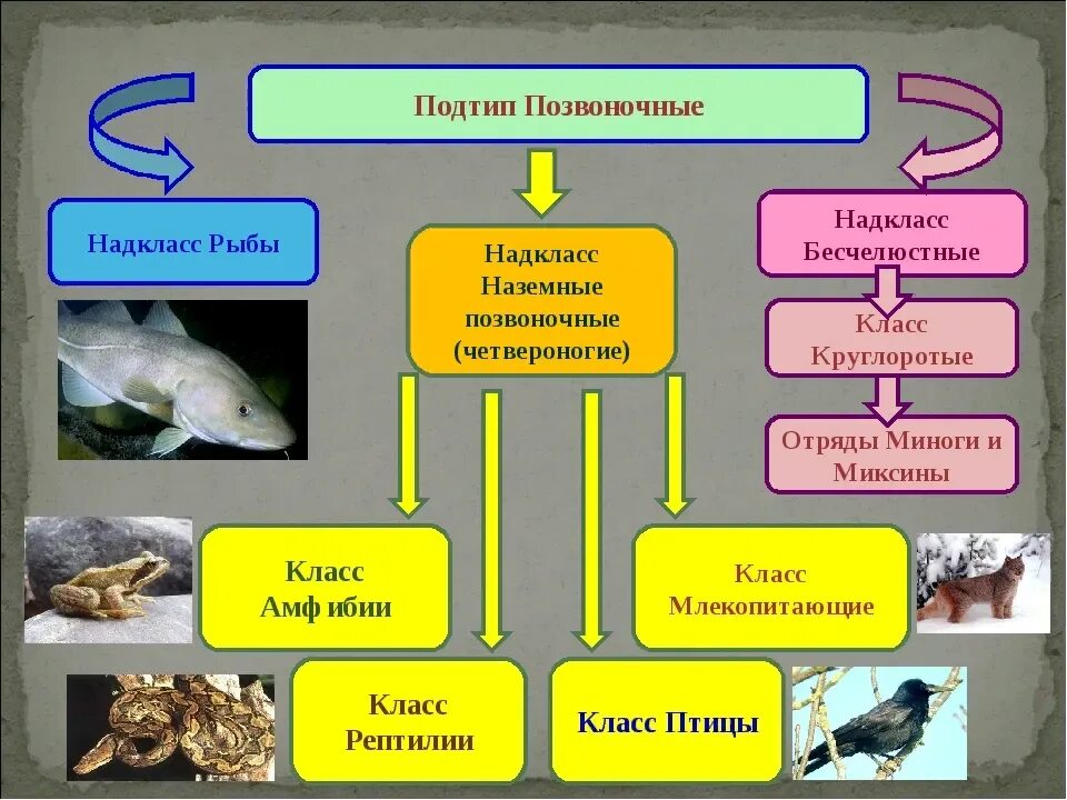 Подтип Черепные или позвоночные классы. Подтип позвоночные Черепные таблица. Подтип позвоночные Хордовые рыбы. Позвоночные Надкласс рыбы.