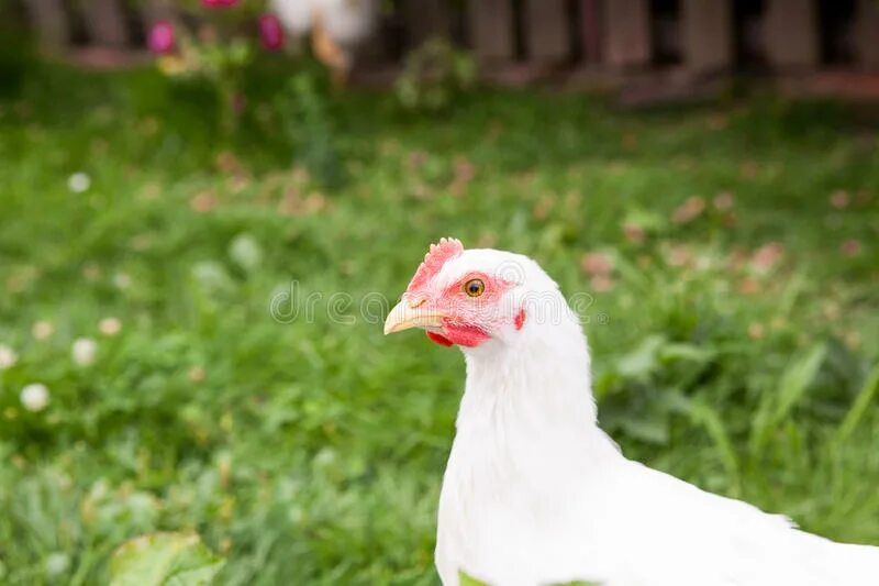 Куры белые с гребешками. Королевская белая курица. Белая курица для сада. Белая курица с зелеными ногами. Белая курица с красным гребнем синее яйцо.