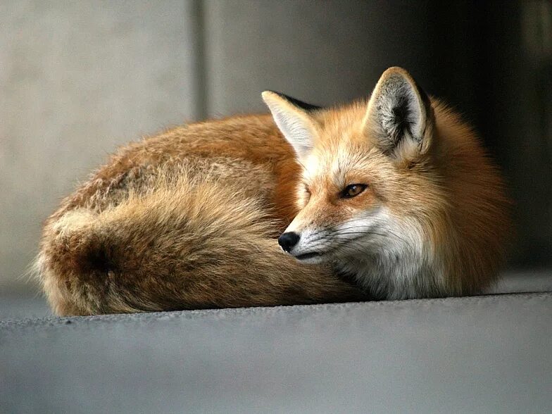 лиса 20. лиса какает. лис фокс. шотландская лиса. фото лис.