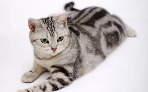 Белый кот с черными полосками