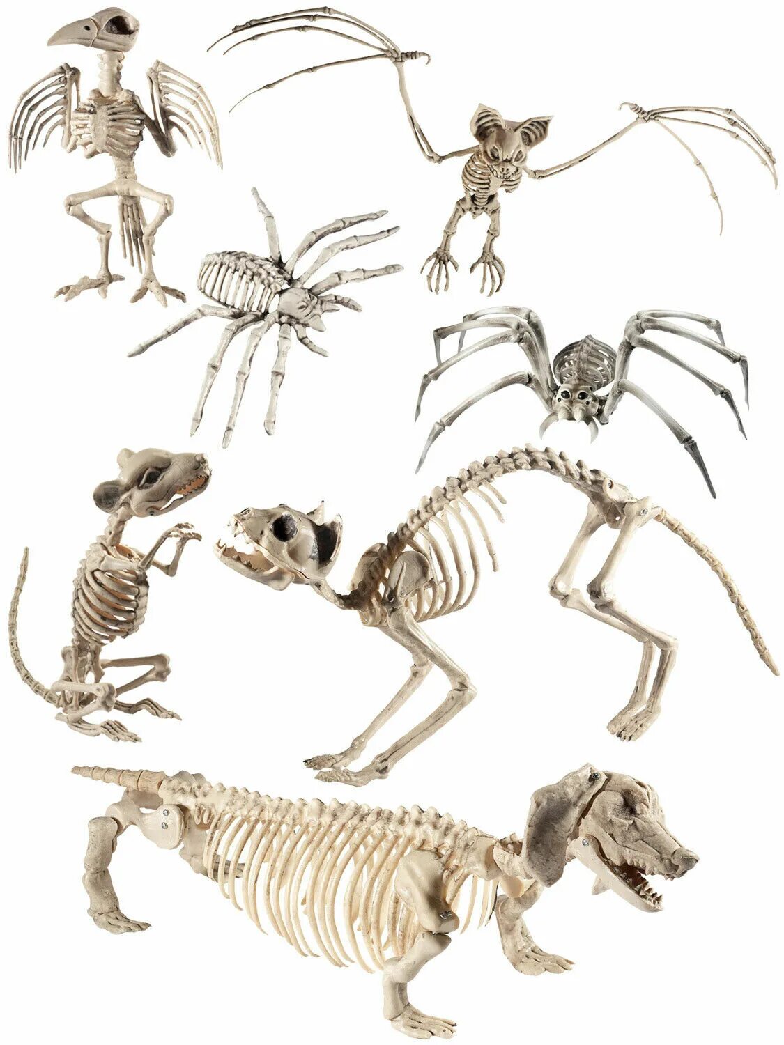 Виды скелетов животных. Скелет животного. Скелеты разных животных. Скелеты разных животных для детей. Самые необычные скелеты животных.