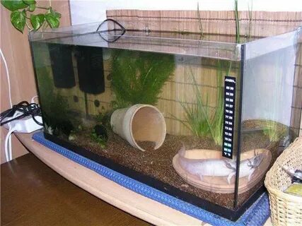 Домашние водные