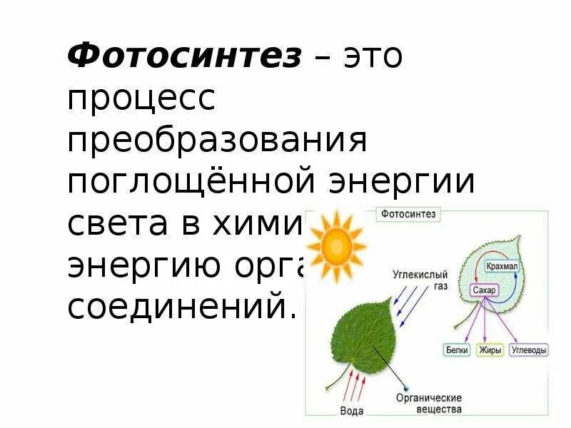 Питание схема фотосинтез. Процесс фотосинтеза цветковых растений. Схема фотосинтеза Рохлов. Хема рроцесса потосинтнза.