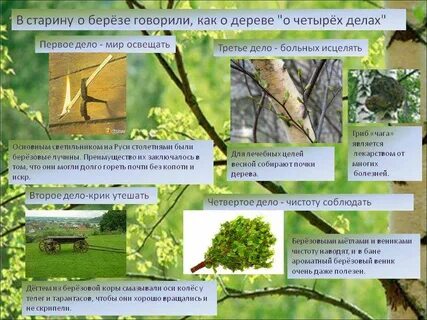 Порядок березы