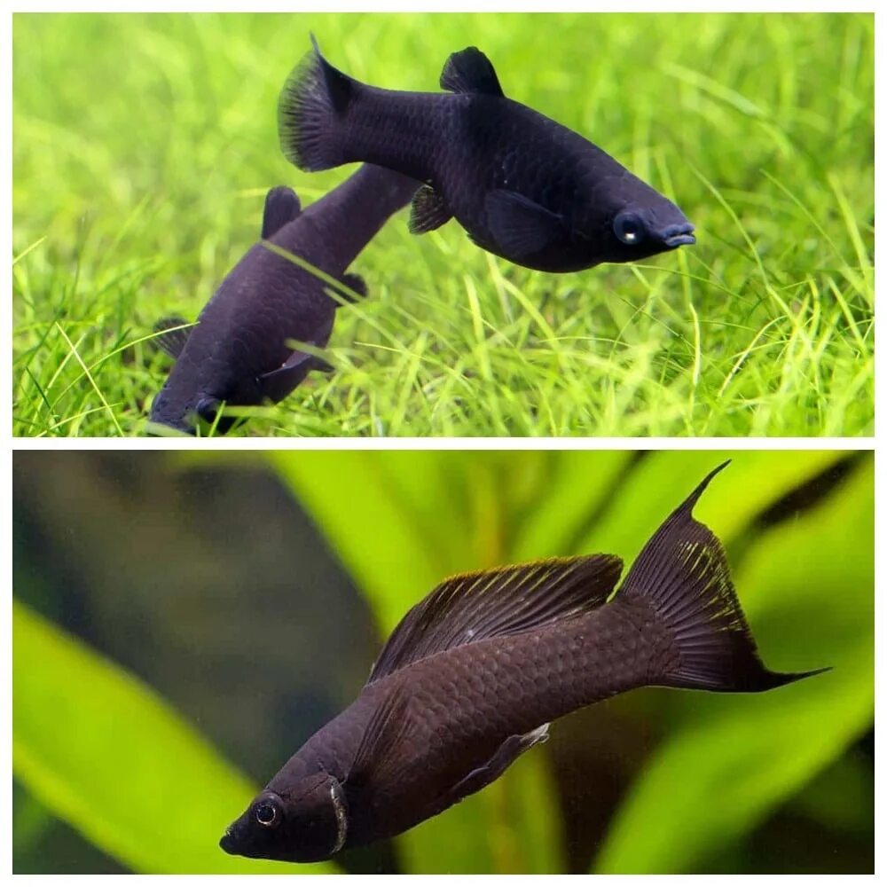Черная рыба жив. Аквариумная рыбка Моллинезия черная. Чёрная Молли (Моллинезия). Рыбка Моллинезия черная. Аквариумные рыбки черные моллинезии.